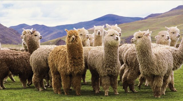Alpacas_Alpaca_Wool_Throw_Blanket_5fa0a8a7-3ddc-428c-82bf-664eb5727275_2048x шерсть альпаки