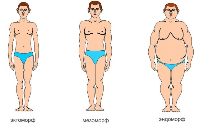 мужские типы телосложения