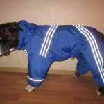 Интересные и простые выкройки одежды для собак: советы по пошиву своими руками Интересные и простые выкройки одежды для собак: советы по пошиву своими руками