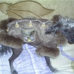 Интересные и простые выкройки одежды для собак: советы по пошиву своими руками Интересные и простые выкройки одежды для собак: советы по пошиву своими руками