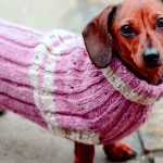 Интересные и простые выкройки одежды для собак: советы по пошиву своими руками Интересные и простые выкройки одежды для собак: советы по пошиву своими руками