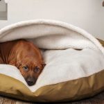 Как сшить домик для собаки в квартиру своими руками Как сшить домик для собаки в квартиру своими руками